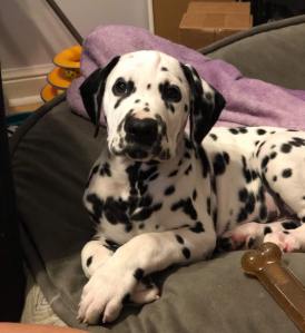 A Dalmatian puppy lounging on a dog bed.
