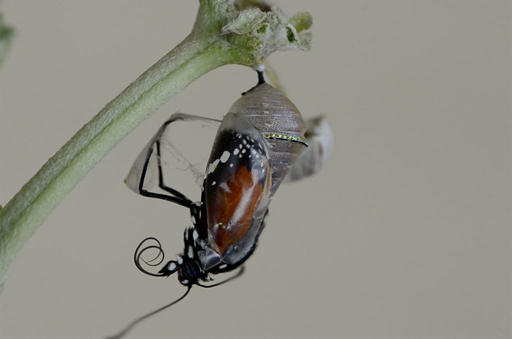 A monarch butterfly partially emerged from a chrysalis.
