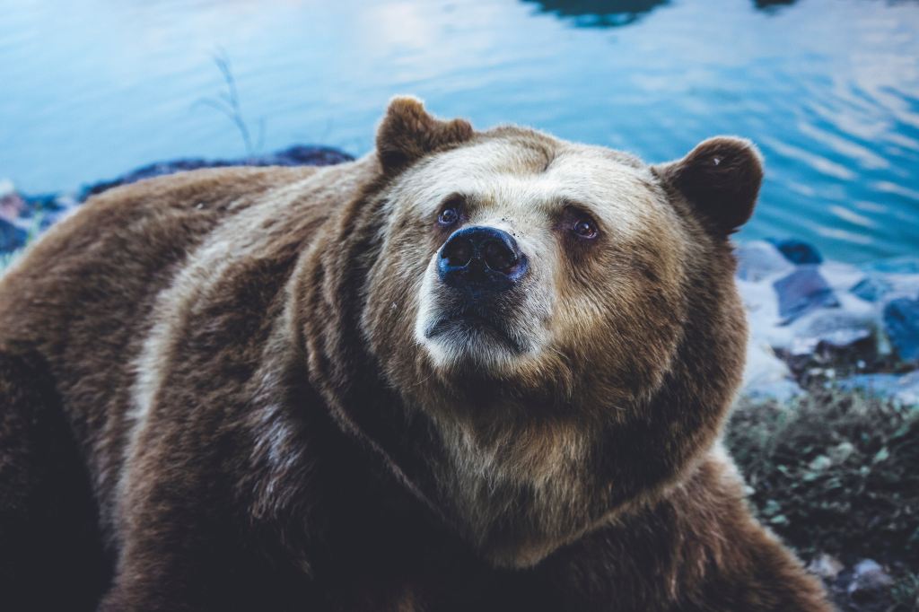 An image of a bear looking upward beyond the camera.