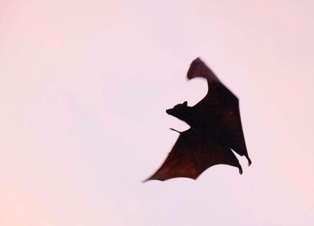 A bat flying in a sunset.