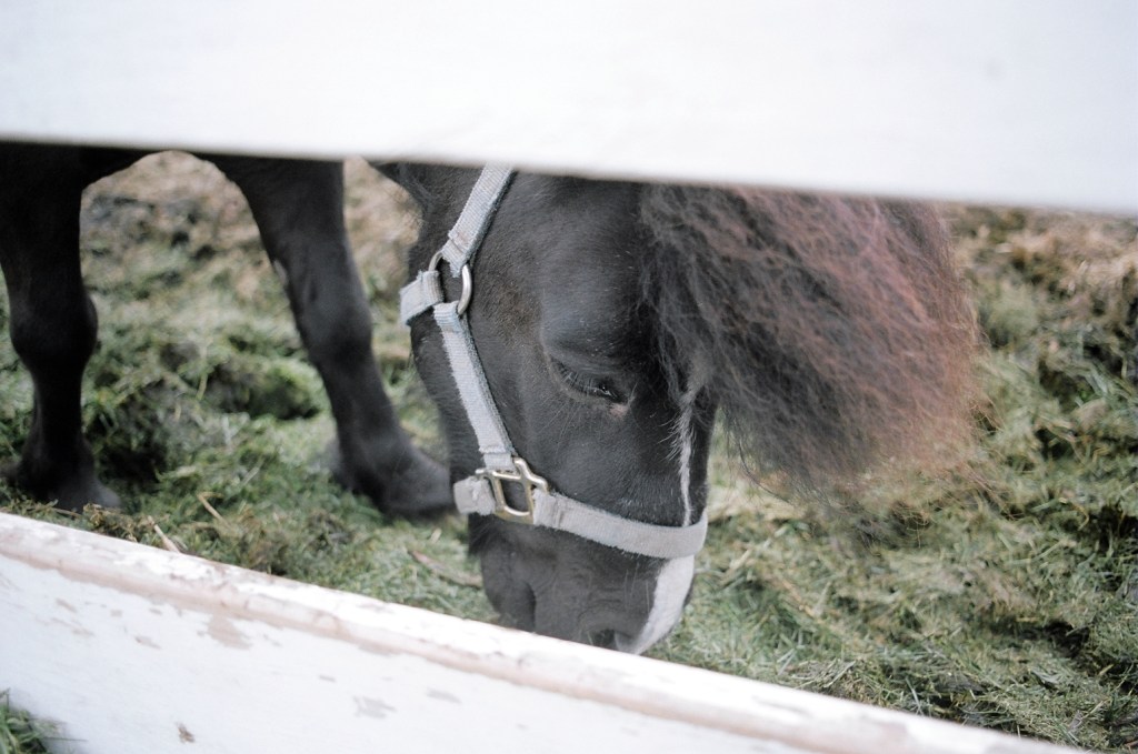 A black Newfoundland pony, wearing a harness, grazing, seen through a white fence.