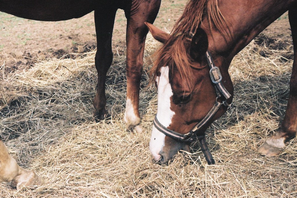 An image of a chestnut horse wearing a harness eating hay.